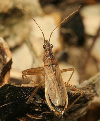Nabis rugosus Nabidae Nabis rugosus Common Damsel Bug