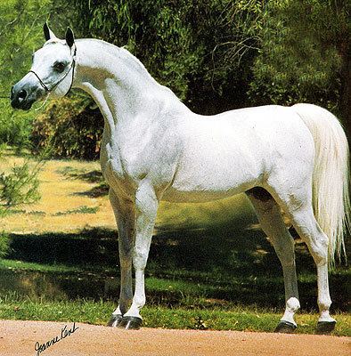 Naborr Photo KABORR 1970 grey stallion Naborr x Bint Kholameh Arabian