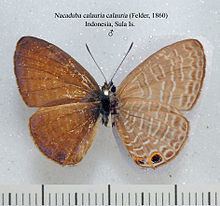 Nacaduba calauria httpsuploadwikimediaorgwikipediacommonsthu