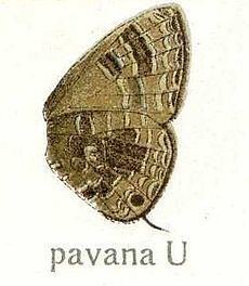 Nacaduba pavana httpsuploadwikimediaorgwikipediacommonsthu