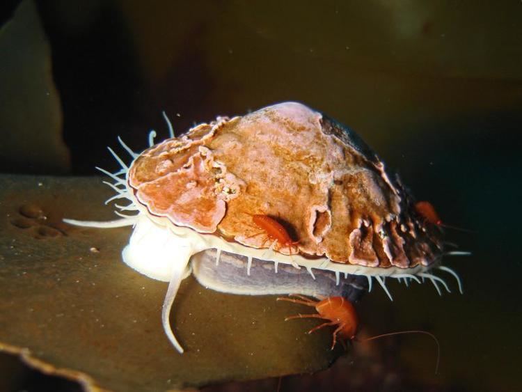 Nacella Antarctic Underwater Field GuideMolluscaGastropoda snails and