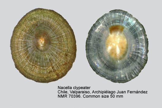 Nacella HomeNATURAL HISTORY MUSEUM ROTTERDAM Mollusca Gastropoda