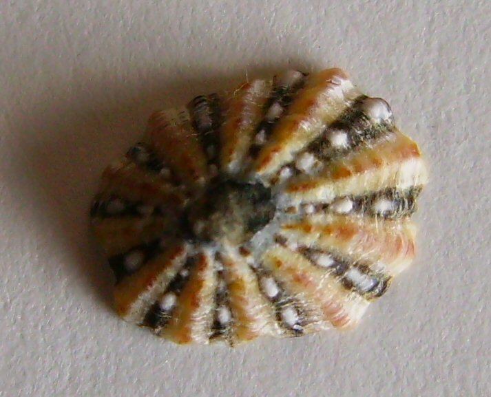 Nacellidae