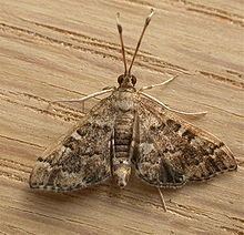 Nacoleia (moth) httpsuploadwikimediaorgwikipediacommonsthu