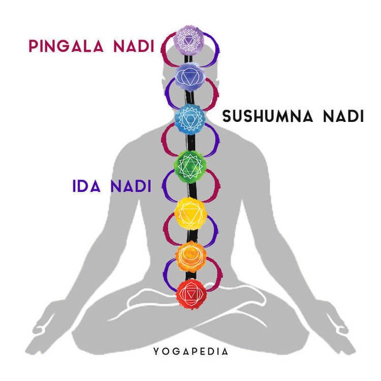 Image result for Nadi (yoga)
