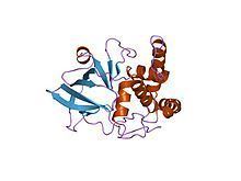 NAD(P)(+)—protein-arginine ADP-ribosyltransferase httpsuploadwikimediaorgwikipediacommonsthu