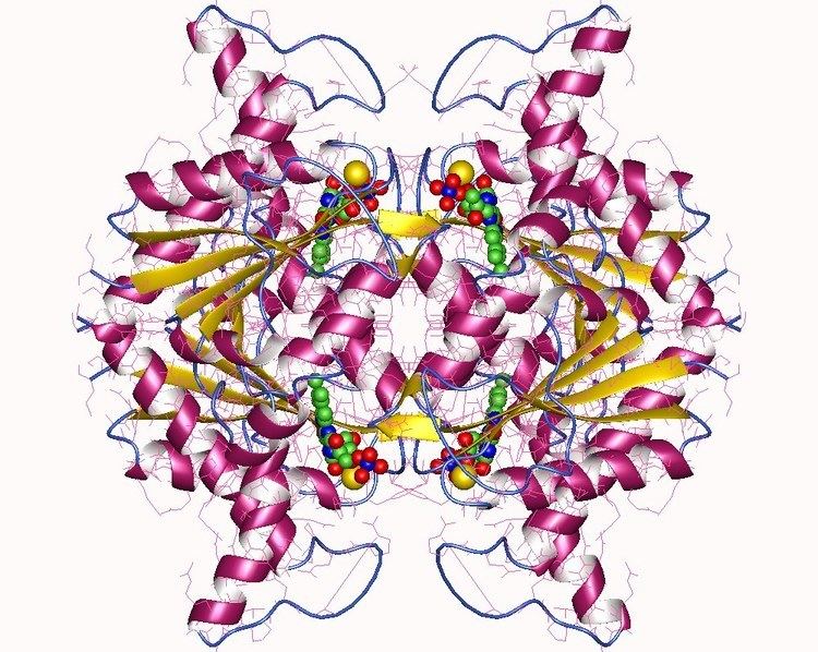 NAD(P)H dehydrogenase (quinone)