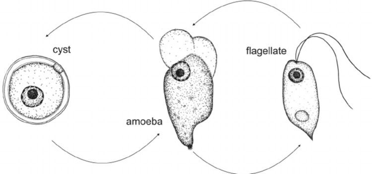 Naegleria gruberi The life cycle of Naegleria gruberi After Page 1967 Figure 3 of 4