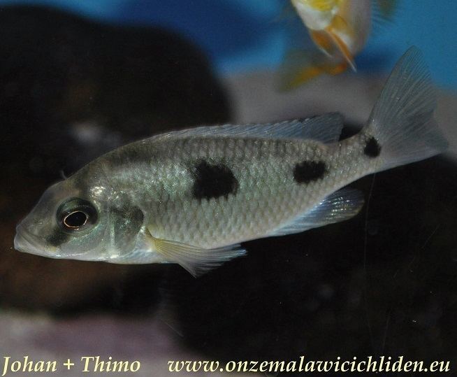 Naevochromis chrysogaster wwwonzemalawicichlideneuFoto39s20vissendata