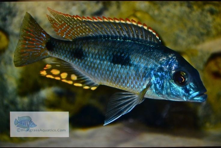 Naevochromis chrysogaster Naevochromis chrysogaster African Cichlids Pinterest