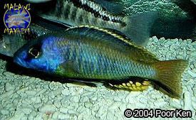 Naevochromis chrysogaster Naevochromis chrysogaster Malawi Mayhem Species Profiles