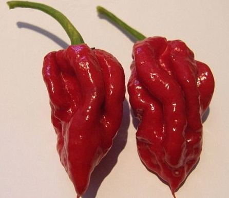 Naga Viper pepper New World39s Hottest Pepper Can Strip Paint Could Become a Weapon