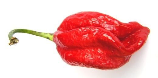 Naga Viper pepper 22 of the world39s hottest peppers and where to eat them