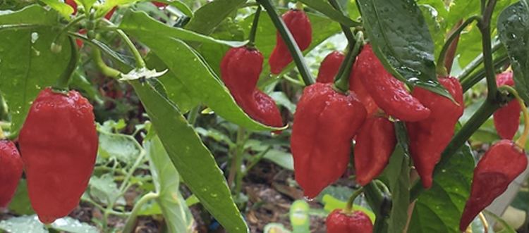 Naga Viper pepper The Naga Viper Pepper Pepperheads For Life