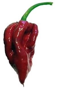 Naga Viper pepper wwwchilipeppermadnesscommediak2itemscache85