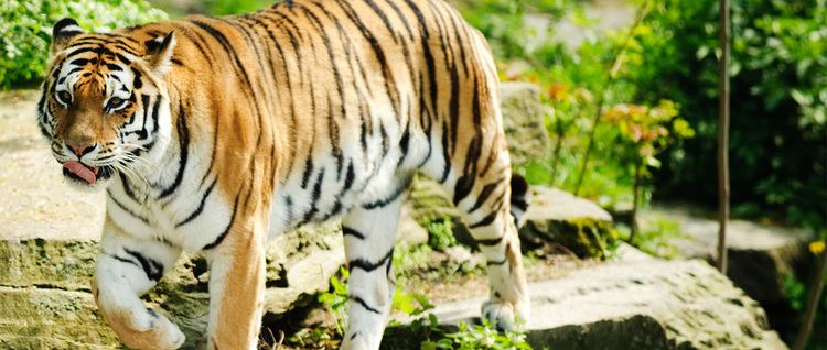 Nagarjunsagar-Srisailam Tiger Reserve Wild Life Visit Telangana Official Tourism Information for