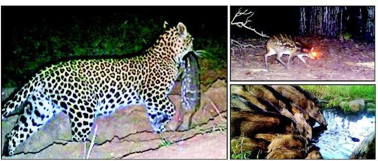Nagarjunsagar-Srisailam Tiger Reserve Tiger census through cameratrapping on at NSTR