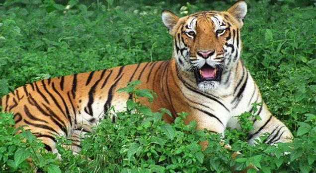Nagarjunsagar-Srisailam Tiger Reserve Nagarjunsagar Srisailam Tiger Reserve World39s Largest Tiger Reserve