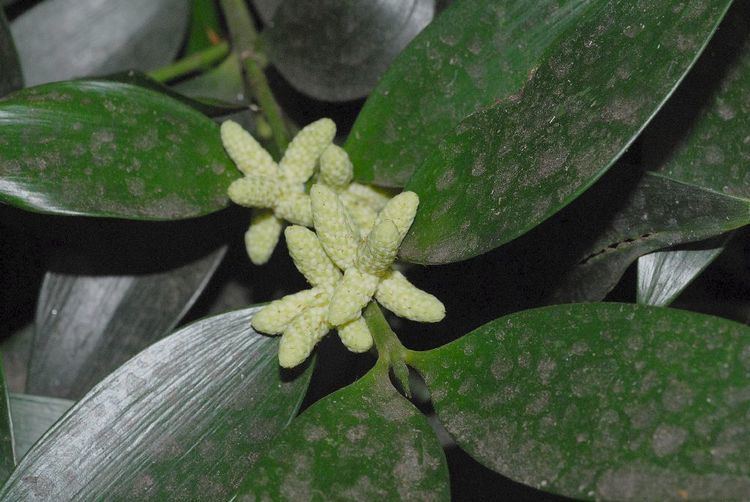 Nageia Nageia nagi Podocarpaceae image 27394 at PlantSystematicsorg