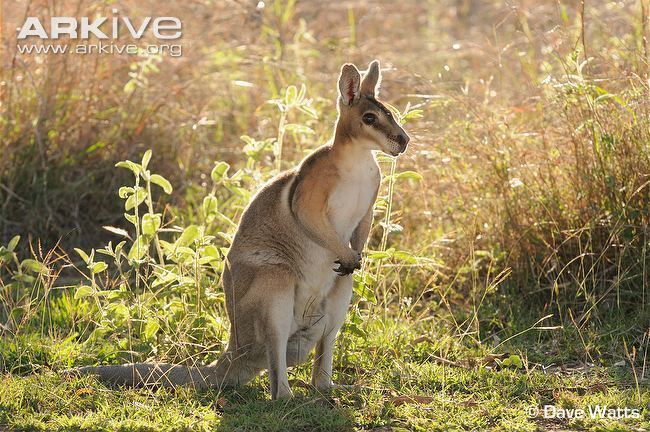 Nail-tail wallaby Bridled nailtail wallaby videos photos and facts Onychogalea