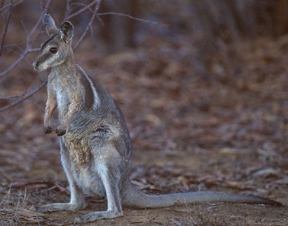 Nail-tail wallaby Bridled nailtail wallaby Onychogalea fraenata Department of