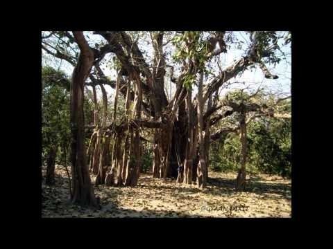 Naimisha Forest music for the soul Naimisharanya and how I was mystically