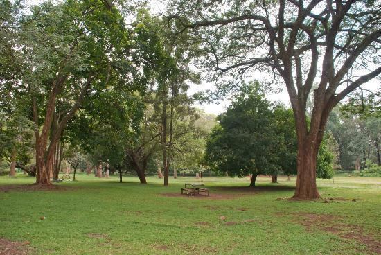 Nairobi Arboretum Nairobi Arboretum Kenya Top Tips Before You Go TripAdvisor