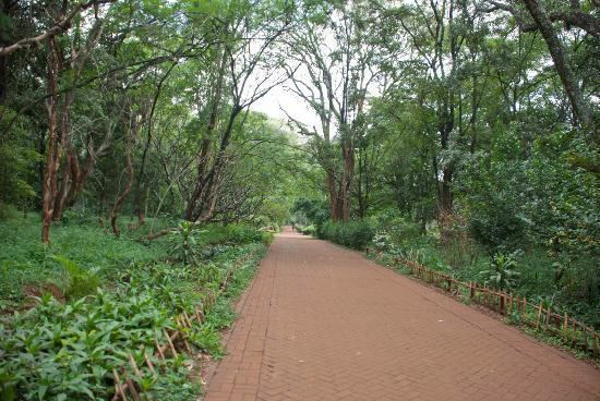 Nairobi Arboretum Nairobi39s National Arboretum Picture of Nairobi Arboretum Nairobi