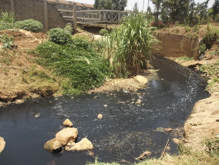 Nairobi River Is bamboo the answer to polluted rivers in Kenya Kenya Monitor