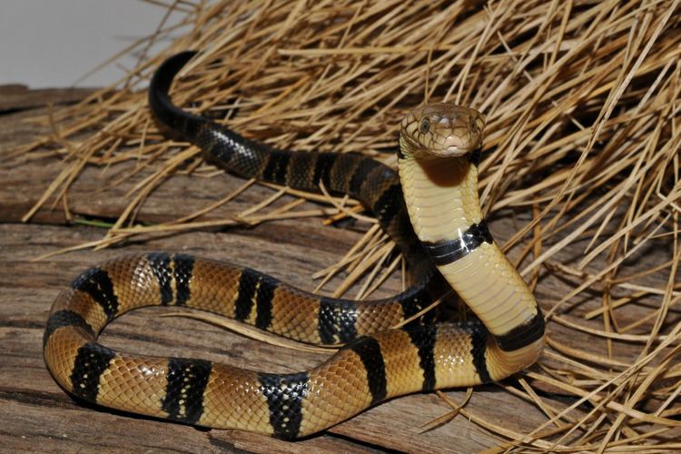Naja annulata Naja annulata juvenile banded water cobra Reptilienzoo N Flickr
