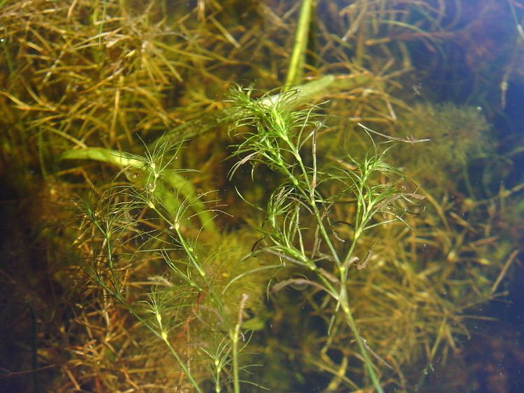 Najas Najas flexilis nodding waternymph wavy waternymph Go Botany