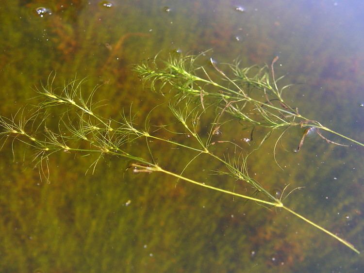 Najas flexilis Najas flexilis nodding waternymph wavy waternymph Go Botany