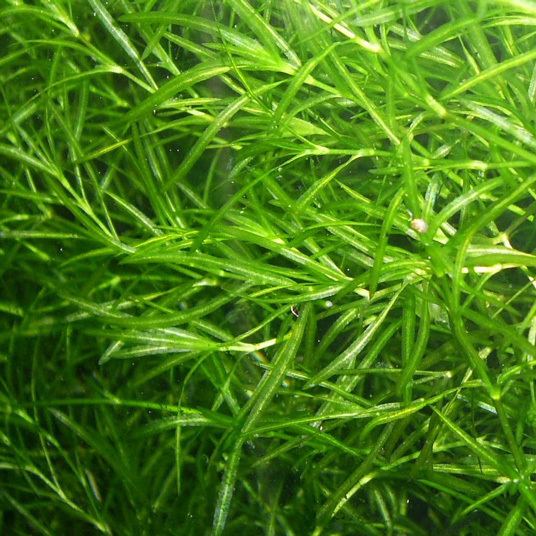 Najas guadalupensis Najas Guadalupensis guppy grass On Sale Now Aquatic Mag
