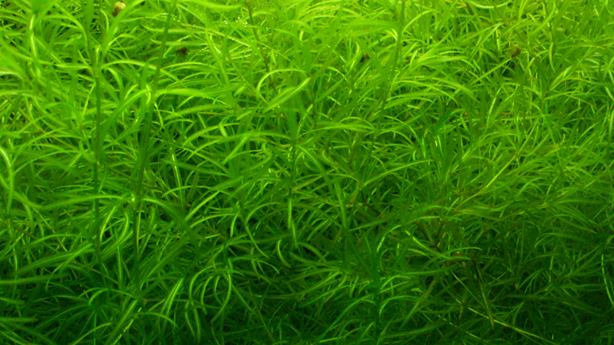 Najas guadalupensis Sacramento Aquarium Society Plant Reproduction Report Najas