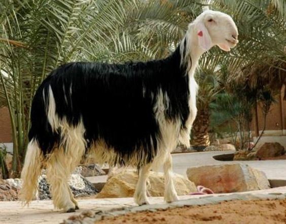 Najdi sheep Najdi or Nejdi is a breed of domestic sheep native to the Najd