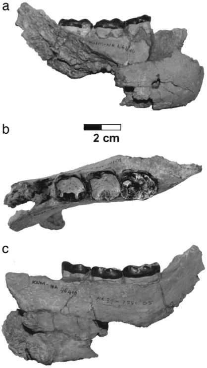 Nakalipithecus Nakalipithecus nakayamai a Miocene Ape from Kenya Primatologynet