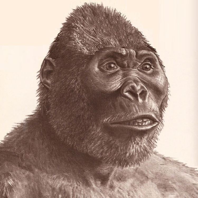 Nakalipithecus Frontiers of Zoology Miocene Apes and the Large Yeti Sasquatch and