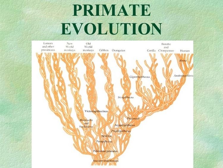 Nakalipithecus Primate evolution