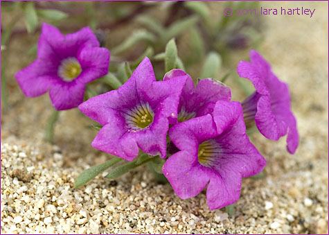 Nama demissum Desert Purple Mat Purple Mat Purplemat Nama demissum var
