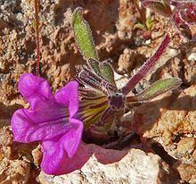Nama (plant) httpsuploadwikimediaorgwikipediacommonsthu