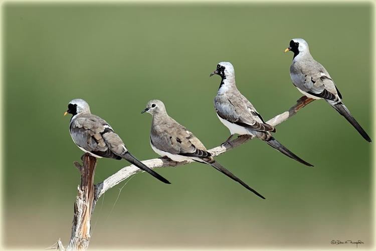 Namaqua dove Gallery of Namaqua Dove Oena capensis the Internet Bird