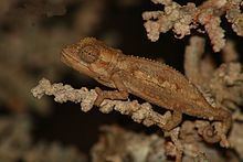 Namaqua dwarf chameleon httpsuploadwikimediaorgwikipediacommonsthu