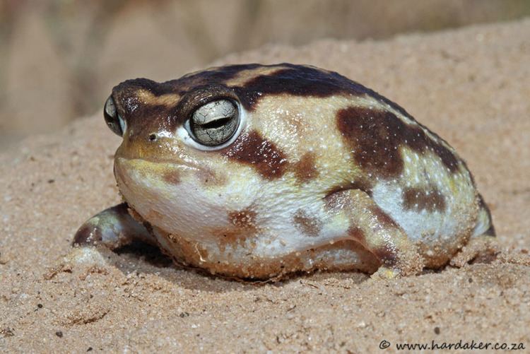 Namaqua rain frog 1000 images about Amphibians on Pinterest Rain Eggs and In south