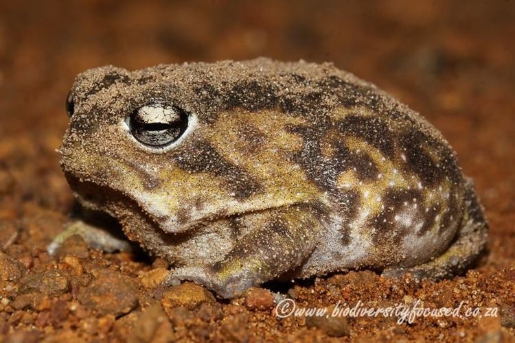 Namaqua rain frog Biodiversity Focused Rain Frogs BREVICEPTIDAE