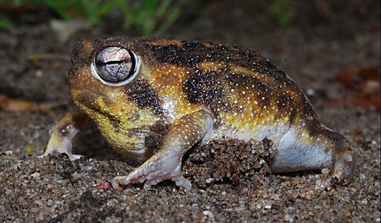 Namaqua rain frog 1000 images about toads on Pinterest Animales Happy and Photos