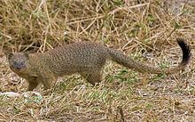 Namaqua slender mongoose httpsuploadwikimediaorgwikipediacommonsthu