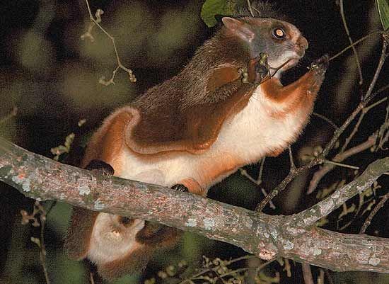Namdapha flying squirrel The Giant Indian Flying Squirrel is a critically endangered species