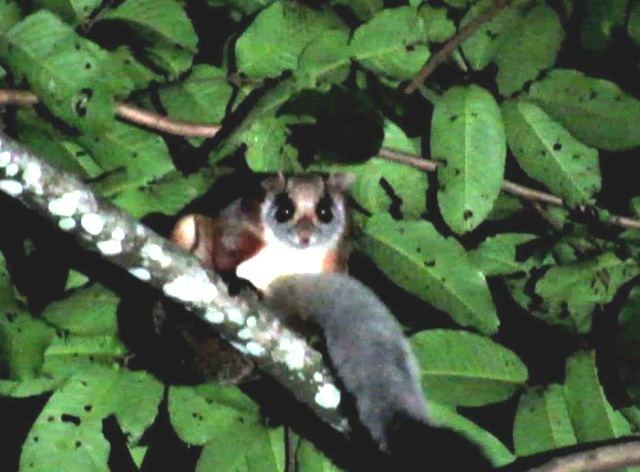 Namdapha flying squirrel Just About Everything The Namdapha Flying Squirrel