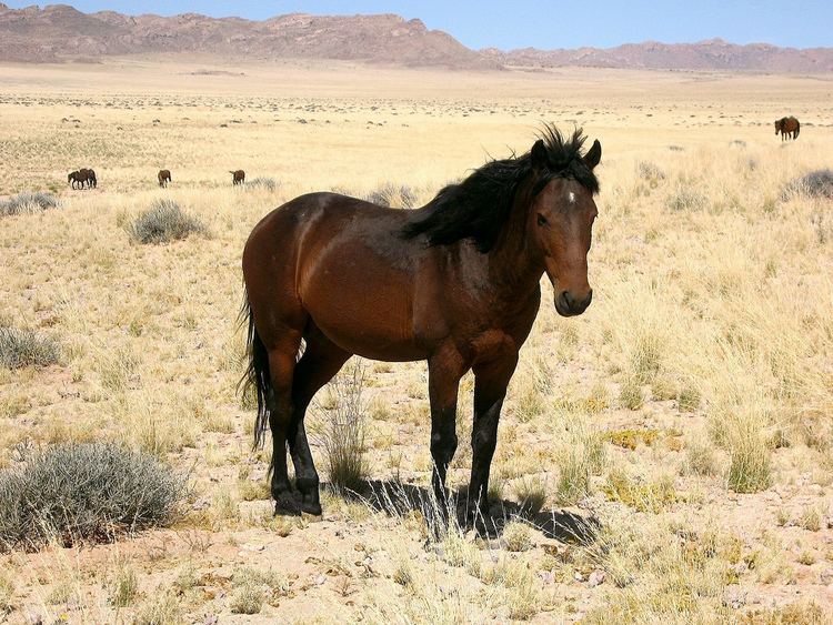 Namib Desert Horse wwwhorsebreedspicturescomwpcontentuploads201