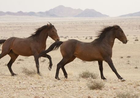 Namib Desert Horse Namib Desert Horse Info Origin History Pictures Horse Breeds
